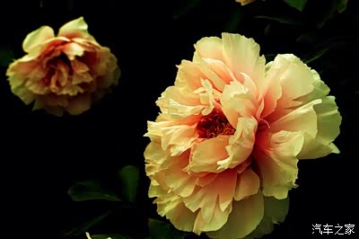 畅游牡丹花海-华家牡丹园