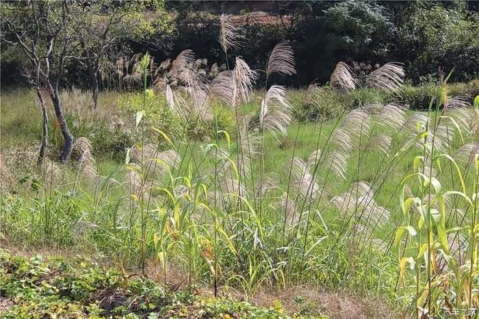 上海cs75官方车友会253小何那年乡土花香依旧