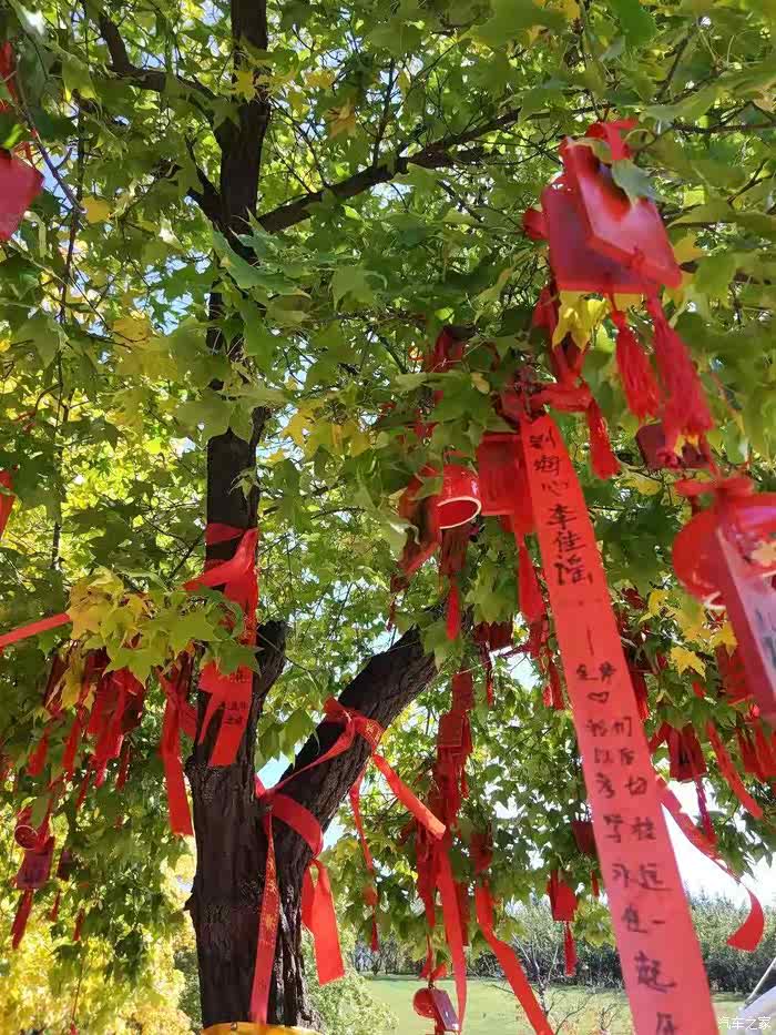 这有一颗许愿树,树上挂满了观览人的美好心愿