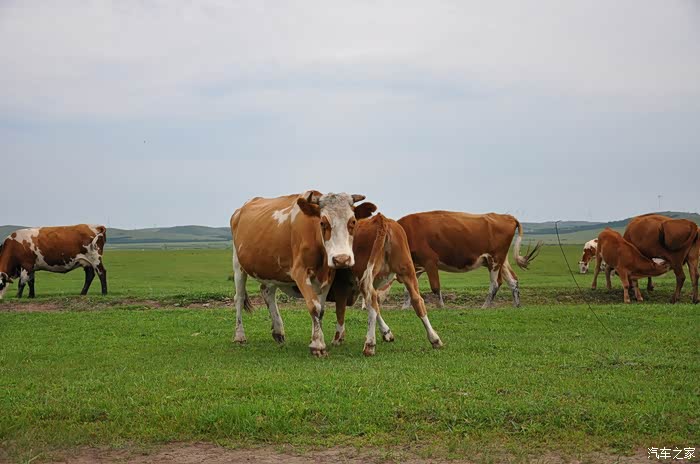 喜迎2022草原的牛群