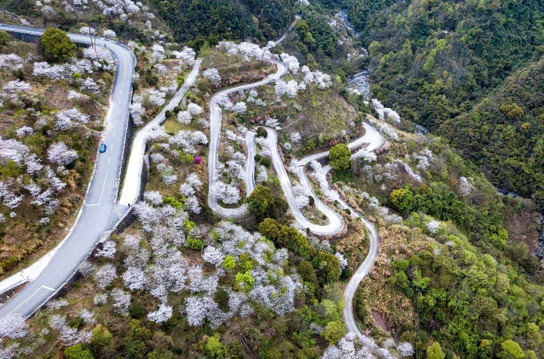 四明山发卡弯 野樱花的绝美盛景,错过就要再等一年!