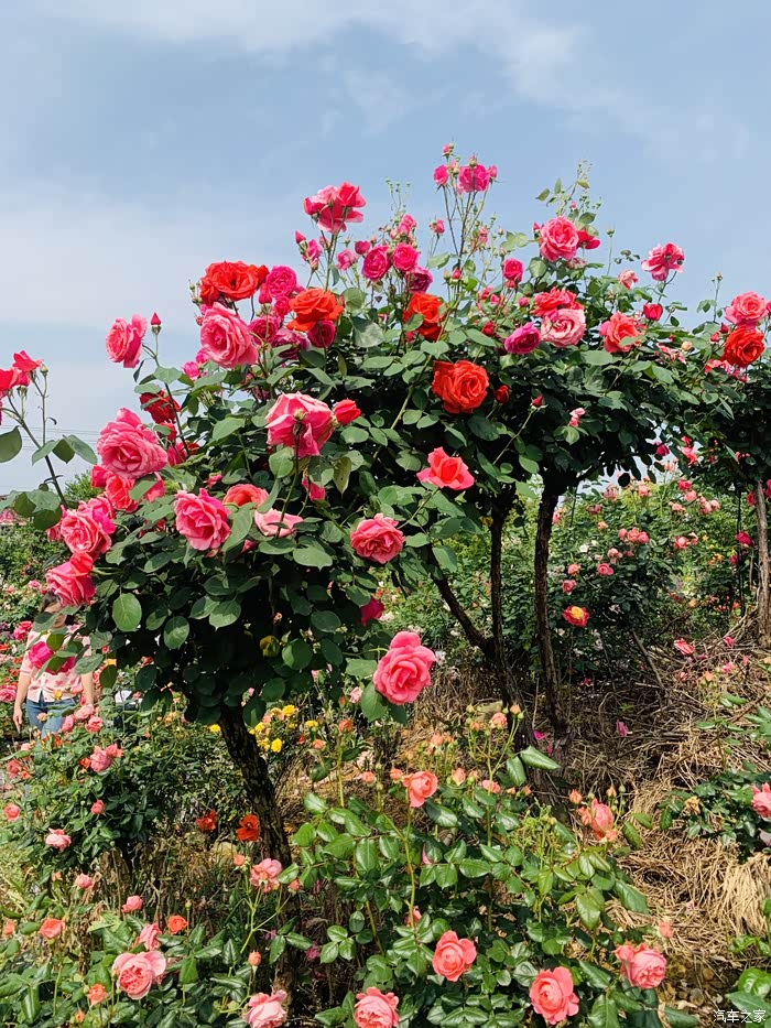 【图】成都市新津区唯一早春玫瑰花海自驾游.