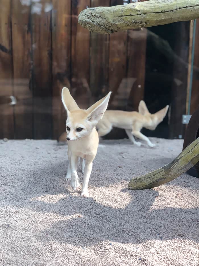 海的味道,不止巨齿鲨——小白游海洋公园