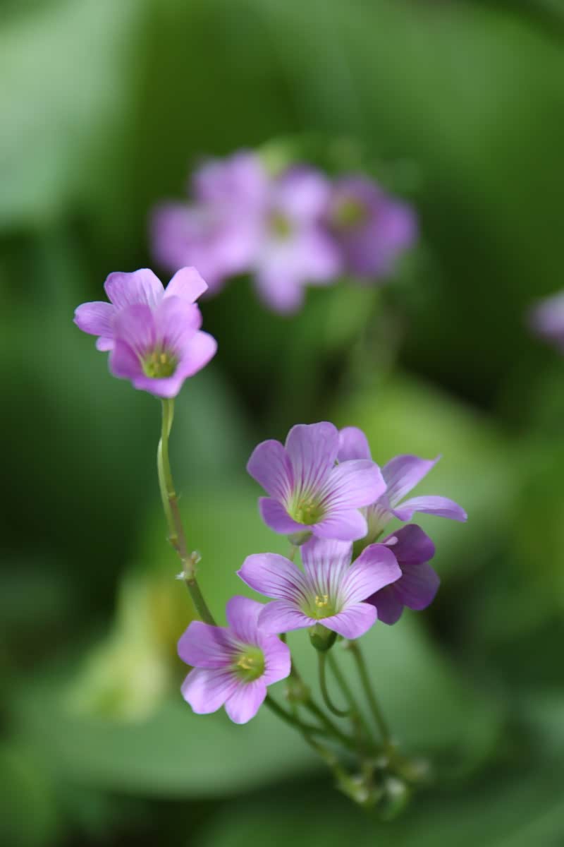 阳光植物 拍一拍身边的小小风光,阳光把一切照得如此美好