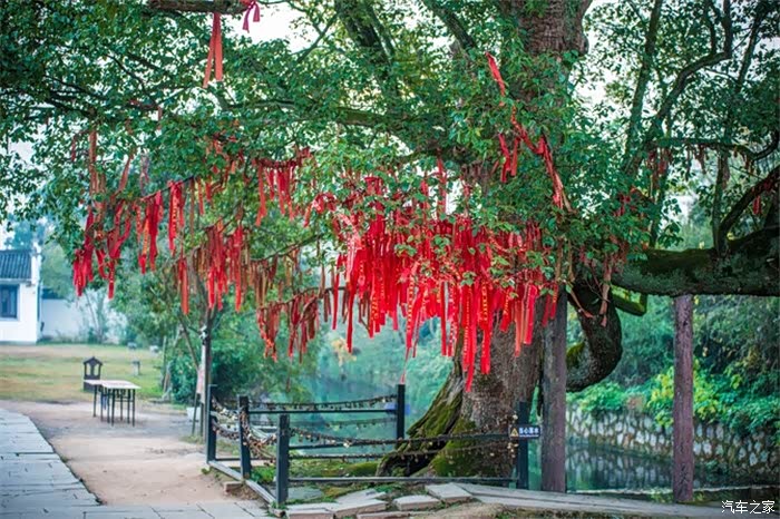 树下挂满了同心锁,树枝上也挂了很多祈福的红丝带.