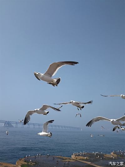 海面上自由自在翱翔的海鸥,是大海最亲密的伙伴