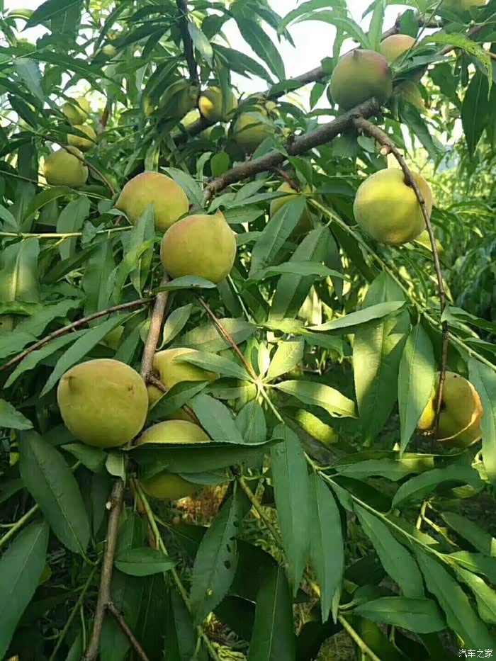 漫山遍野尽果实累累桃树,在桃园里穿梭,挂满桃子树不高,伸手便可摘