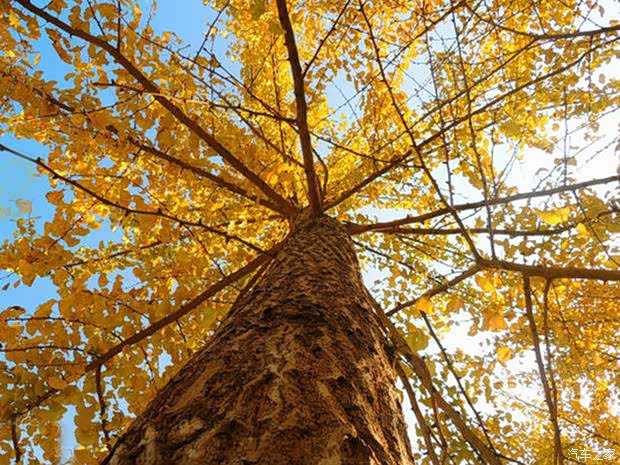 银杏是我国的国树因为它是中国独有的树种