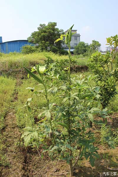 秋葵其实挺高产,这些年家家户户都种植这种健康蔬菜,清蒸凉拌都不错.