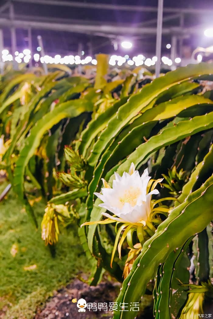 林肯冒险家厦门岛外翔安藏千亩火龙果园好看好玩超浪漫