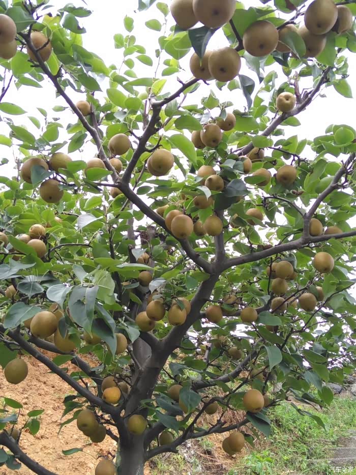 【图】贵州自驾游之遵义千果园假日酒店摘摘鲜果_自