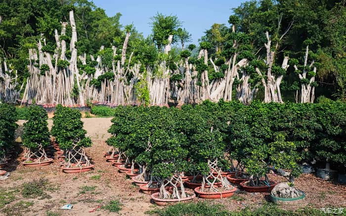 小型艺术造型榕树