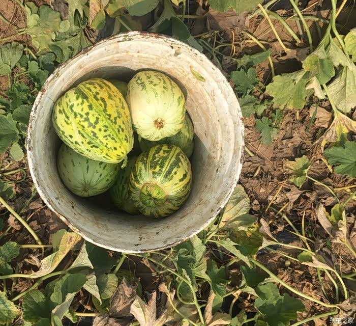 清凉一夏西瓜和甜瓜的狂欢大白周末采摘记申精