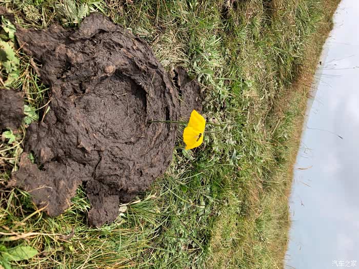 这传说中的朵鲜花插在牛粪啊,我发誓不我干的