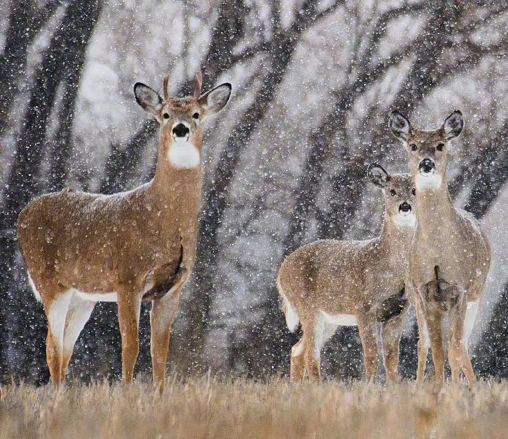 雪鹿送好运愿你一生平安