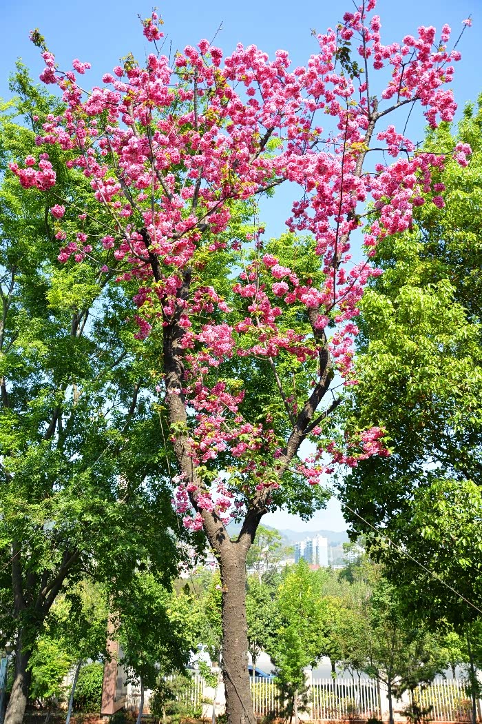 很高的一颗樱花树,可惜拍照水平有限没能把整颗树拍全