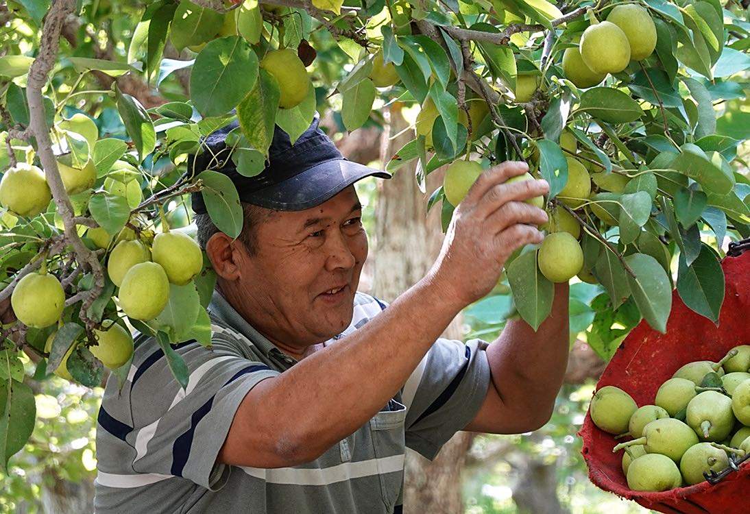 库尔勒香梨也陆续进入采摘期,田间地头呈现出一片忙碌的丰收景象