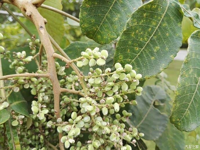 回忆小时候吃过的野果系列盐夫子