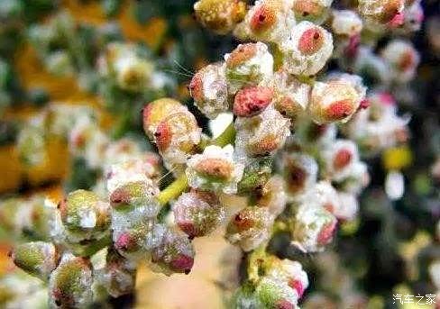 回忆小时候吃过的野果系列盐夫子