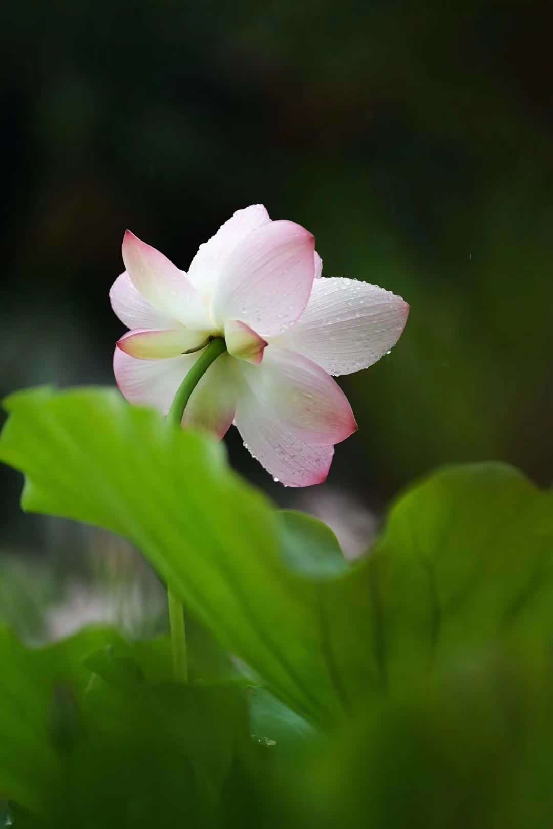 【图】夏日碧荷吐芳菲,一点红香清风醉出淤不染自品高_lux sa2.0论坛_