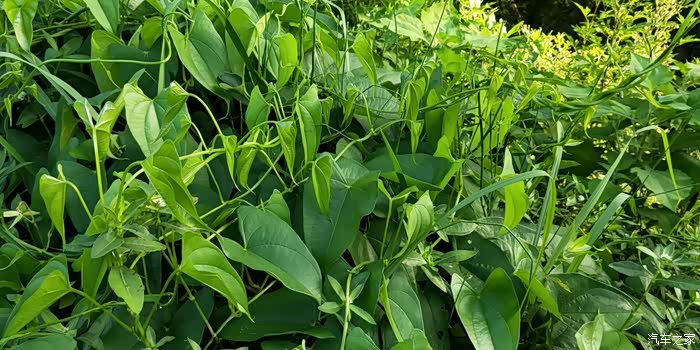 山药,在我们这儿名曰淮山.叶子非常漂亮,果实好吃.