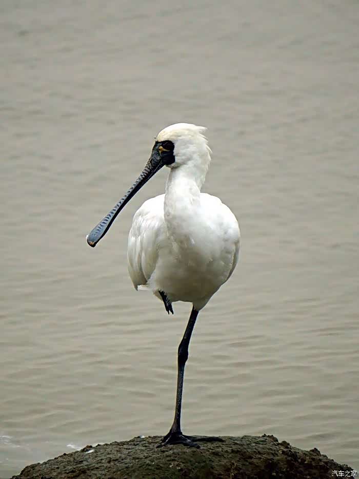 它们的嘴巴像鸭嘴,但又比较长一点