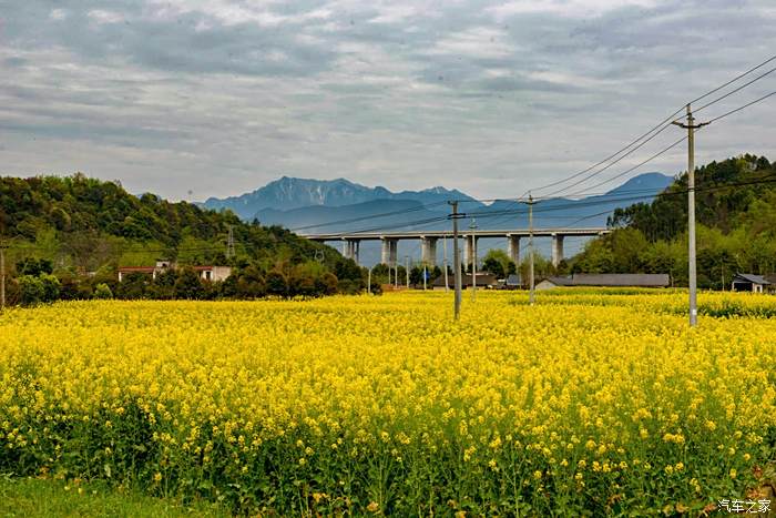 賞花重慶路車過三郎鎮進入丘陵地區,坡地上層次分明的佈滿油菜花,高高