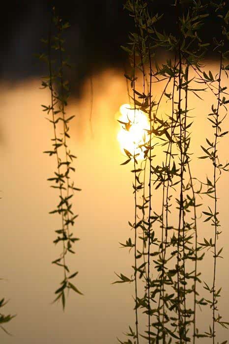 枝上柳绵吹又少,天涯何处无芳草