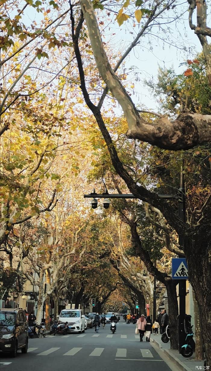 秋天的上海变得格外的深沉路边的梧桐树也枯了