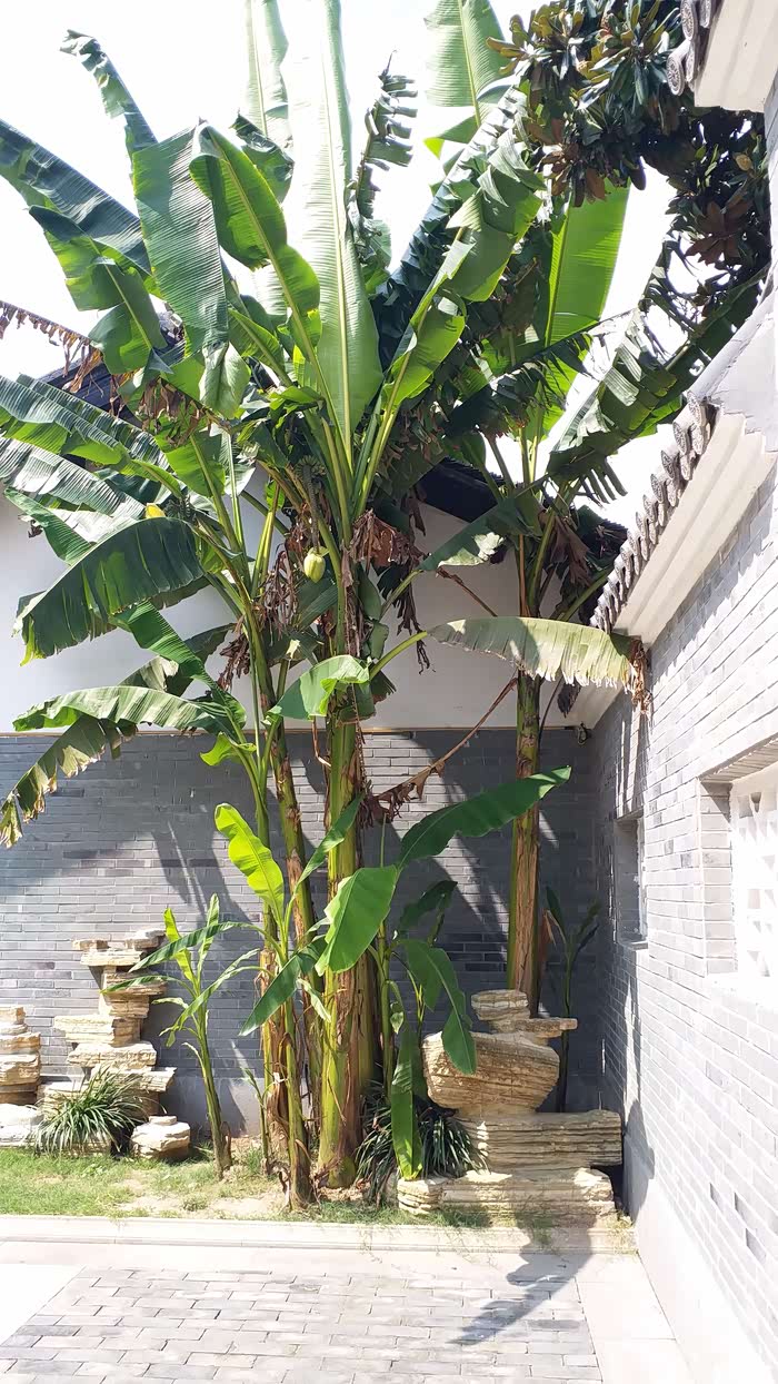 角落的芭蕉树观赏性也不错