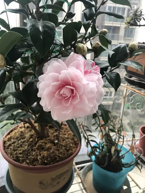 世界名花"乔伊·肯德里克",茶花界的"仙女",树姿美观