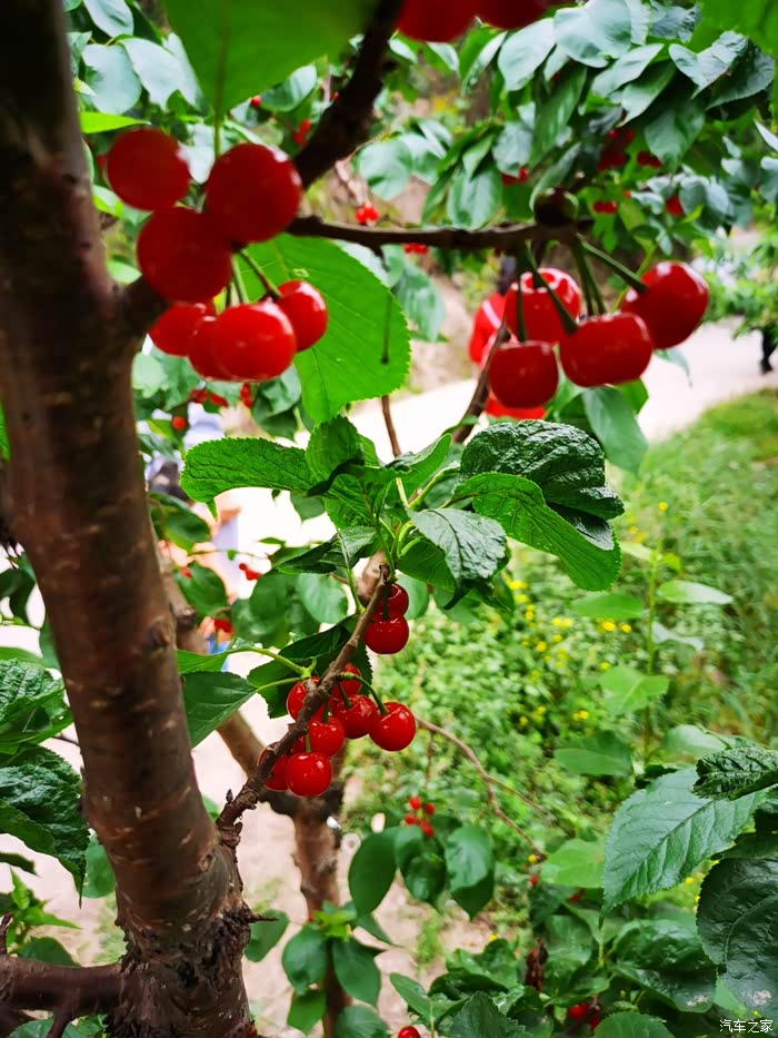 成都樱桃熟了