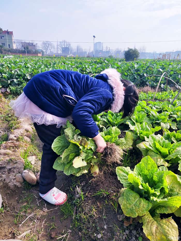 城里长大的孩子对拔菜相当有兴趣,天天要来菜地.