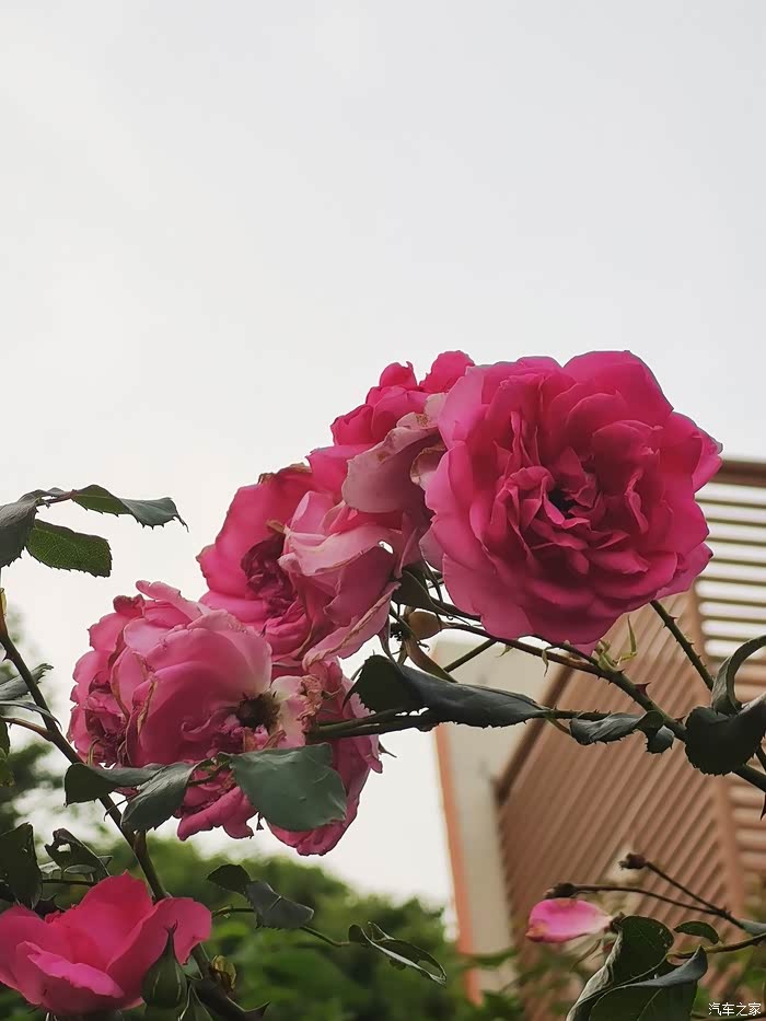 路上随拍花花草草,随便看看就好哈哈