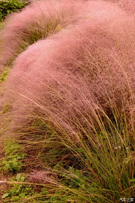 浪漫花海粉黛乱子草