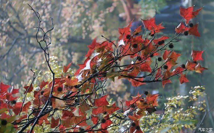 又到秋山红叶时,天平,西山,格外"枫"情.