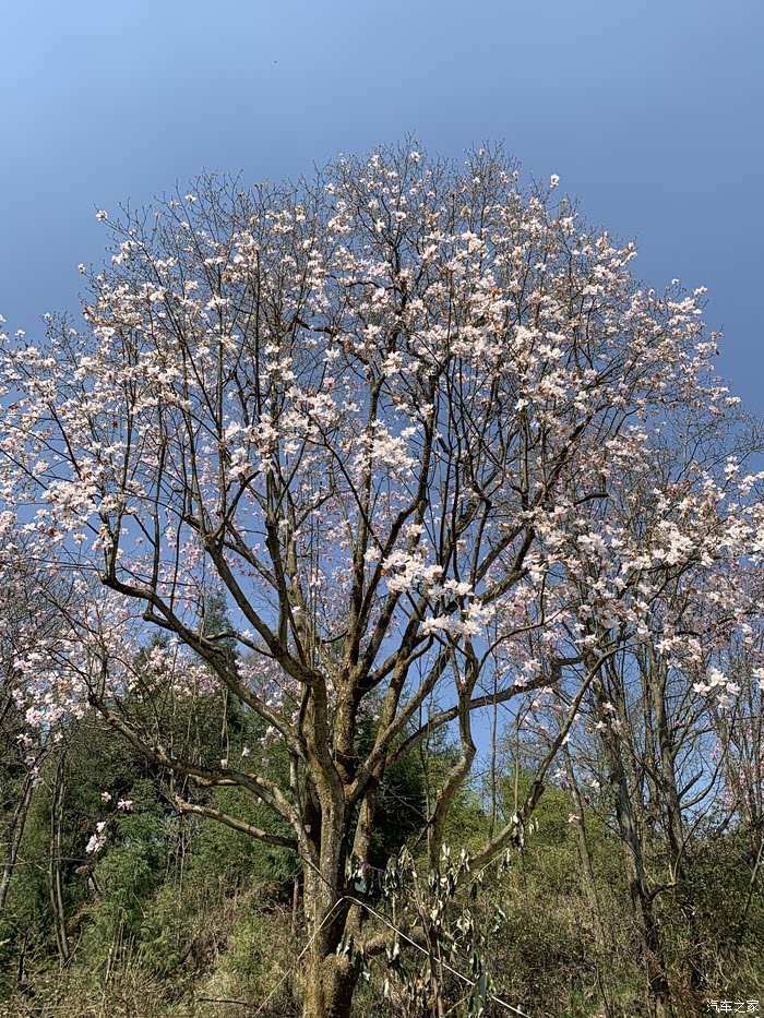 小钢炮高尔夫6之"赏全国最大的野生辛夷花基地"