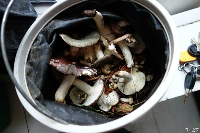 最后的收获,大部份是梨树青.