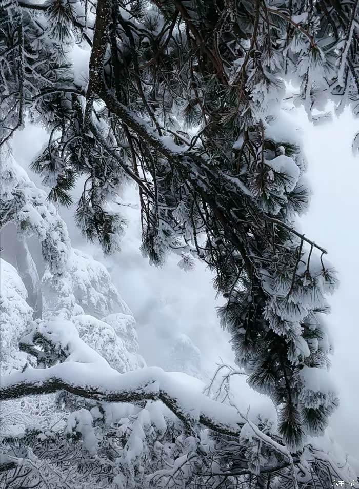 冬季到黄山看雪松