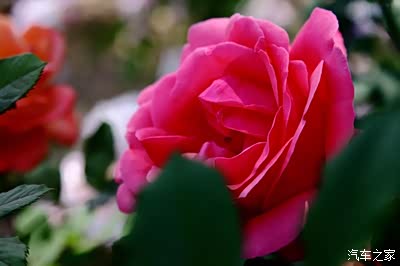 予人玫瑰,手有余香~周末驱车济南玫瑰镇及胡庄