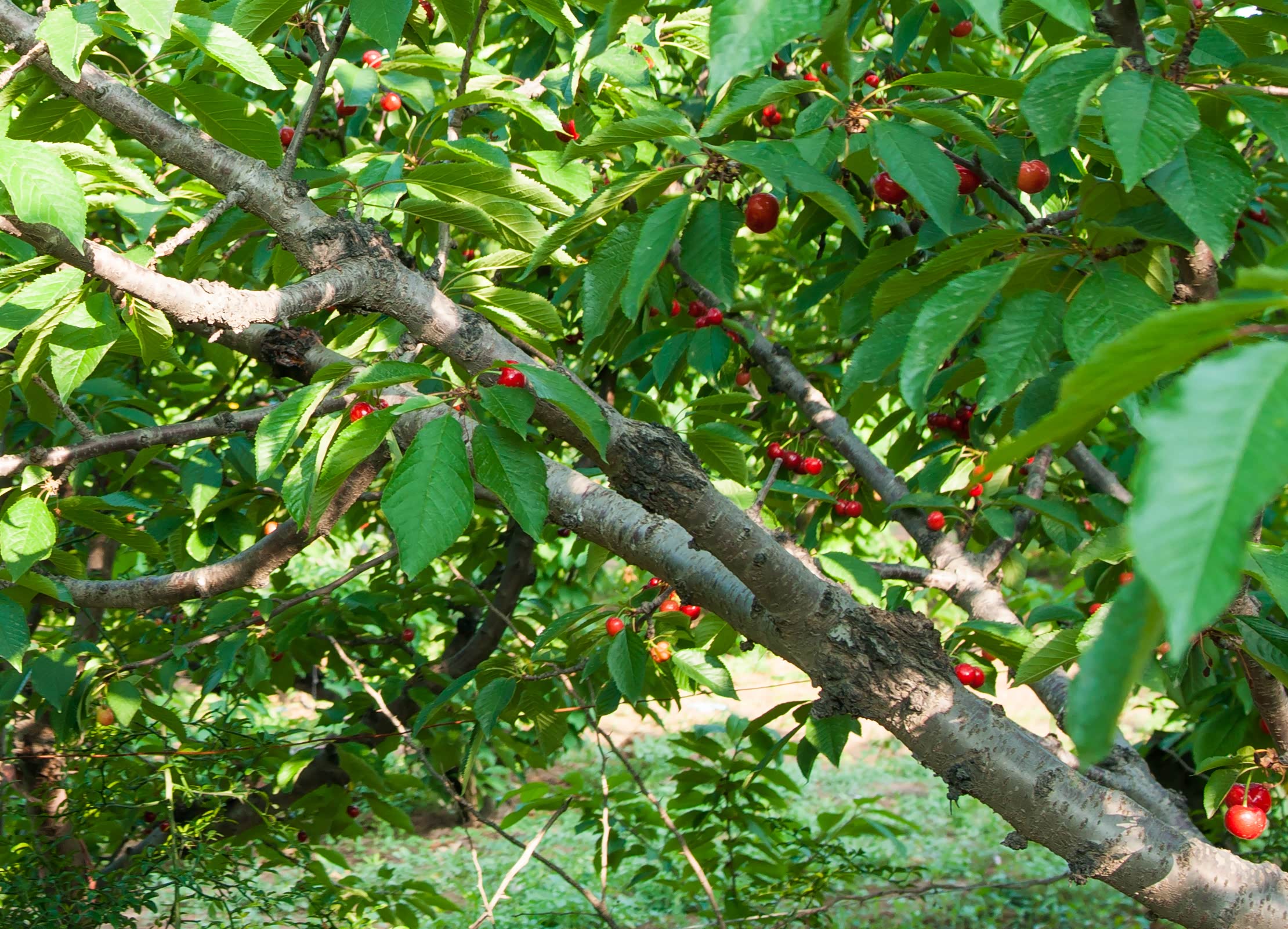 避暑生活双节为伴凉山州德昌县樱桃采摘