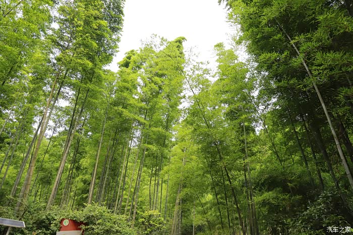 走进绿色的世界-----宜兴竹海听风