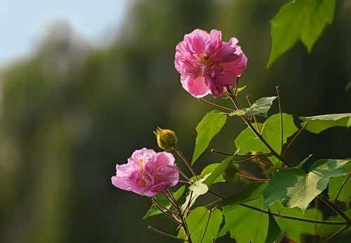 木末芙蓉花,山中发红萼.涧户寂无人,纷纷开且落.