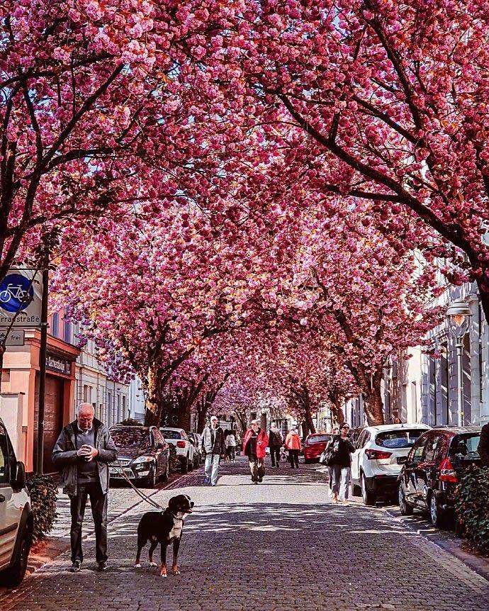 德国波恩,德国最适合拍照的樱花大道,浪漫至极