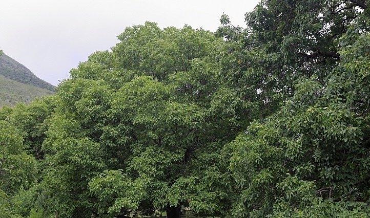 在西藏林芝朗县冲康村,有一株2000多岁的核桃树