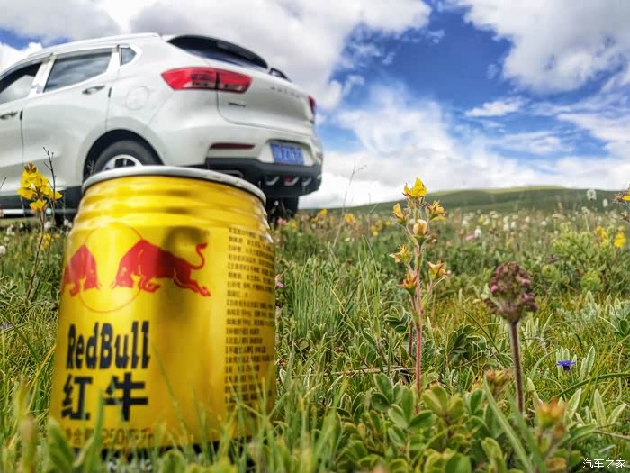 手拿一瓶红牛与时尚年轻运动的白鲨在草原上共度中秋