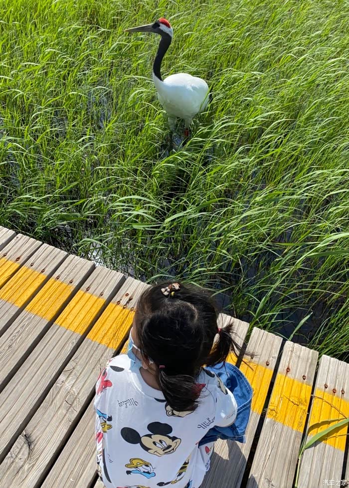 福特锐际#丹顶鹤的故事,扎龙自然保护区