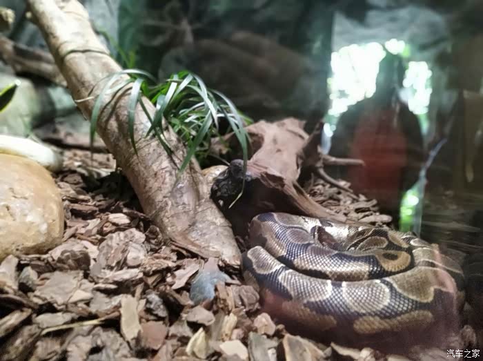 这个好像大***蛇黑灰主流颜色.