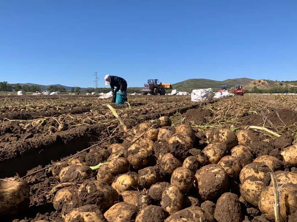 今年的土豆丰收了乡亲们都在收获着硕果累累的土豆