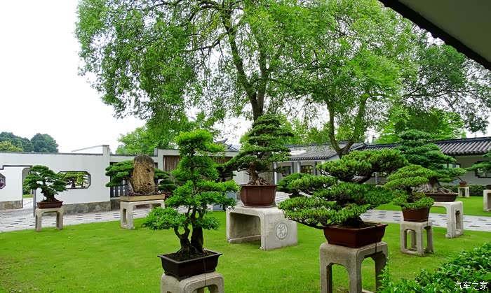 园中天地宽盆里乾坤大品读上海植物园盆景园